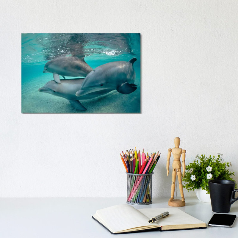 Bottlenose Dolphin Underwater Trio, Hawaii by Flip Nicklin - Wrapped Canvas Gallery-Wrapped Canvas Giclée