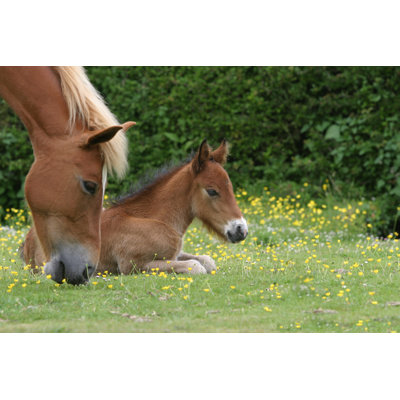 Foal Lying Down While Dam Grazes In Grassy Field - Wrapped Canvas Print