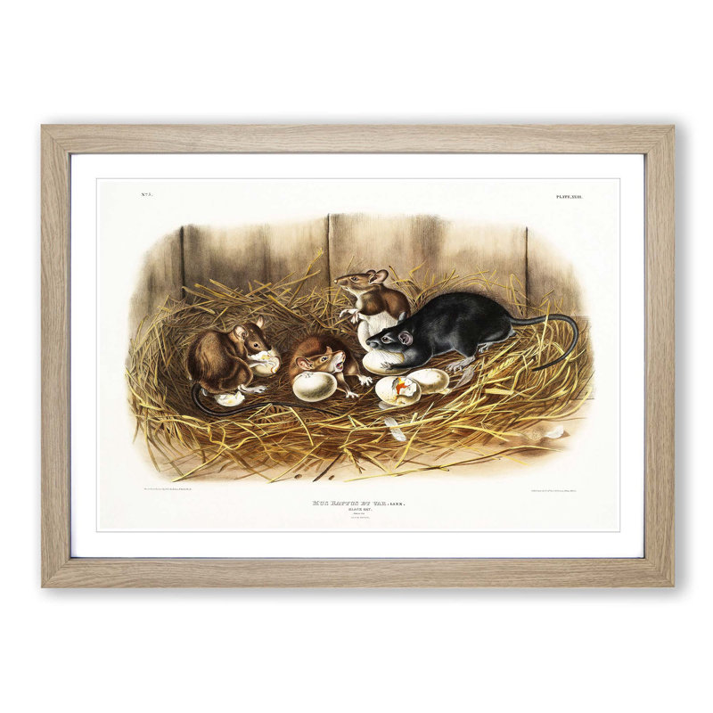Black Rat by J.W. Audubon - Picture Frame Painting Print, 27cm H x 36cm W x 2cm D, Oak Framed