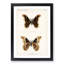 Promethea Silk-Moth by S.F. Denton - Picture Frame Painting Print-55601810-55601813