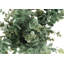 Plante 12,5 po Mcclain-129586461