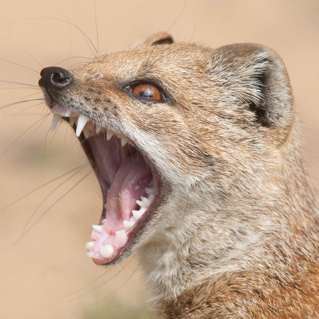 Gelber Mongoose von Mendelewski - Kunstdrucke auf Leinwand ohne Rahmen