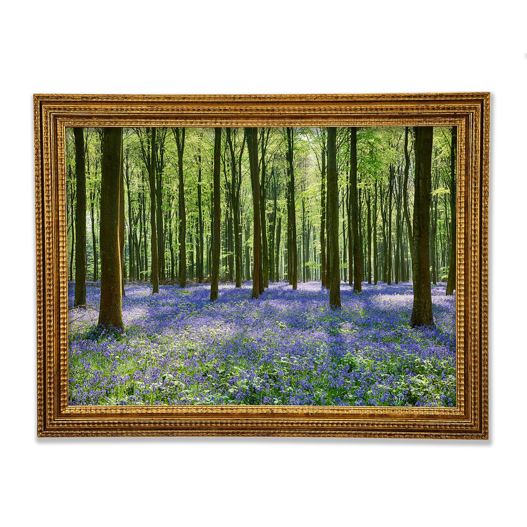 Mystical Bluebell Woodland - Druck