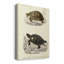 Tortue antique duo II - peinture sur toile tendue-438122309