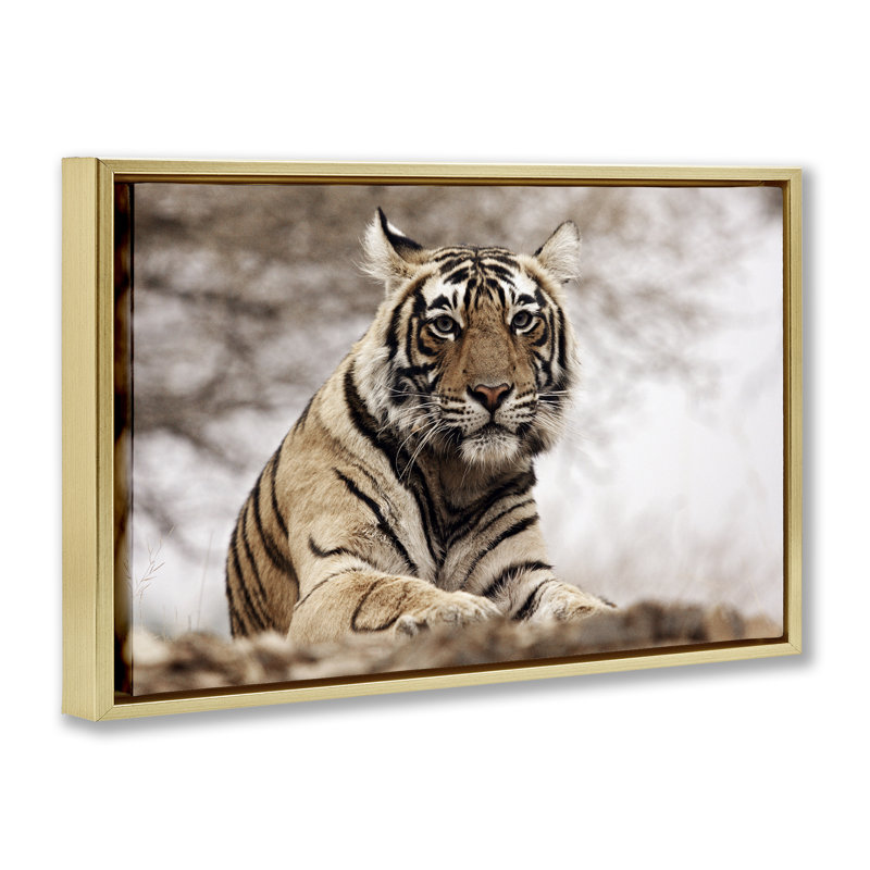 «Strong Tiger Atop Hill» par Danita Delimont, Cadre flottant métallique doré, H 21 po x l 31 po