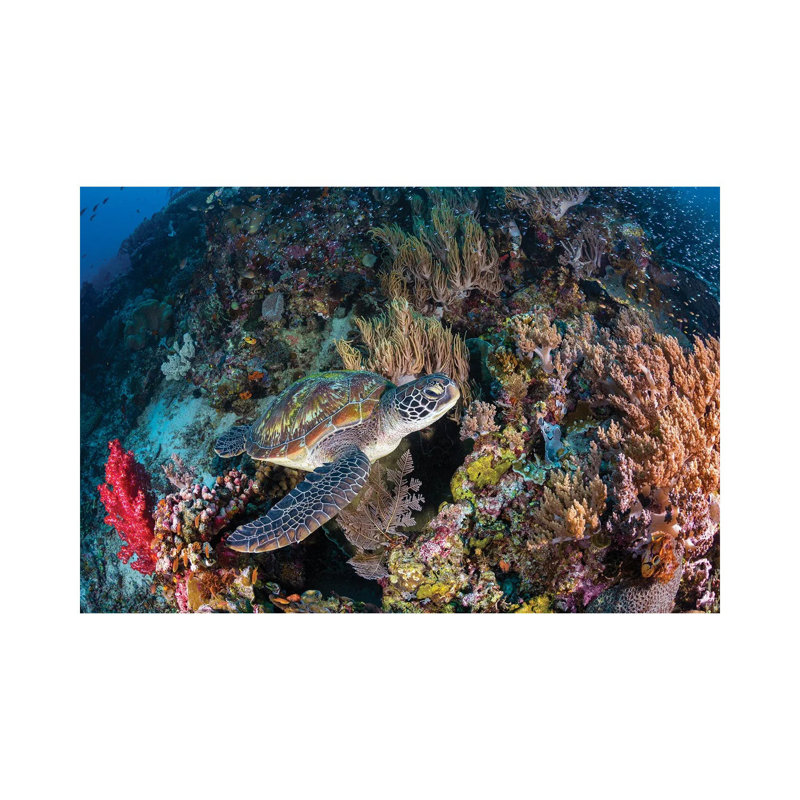Coral Garden And Green Turtle by Barathieu Gabriel - Wrapped Canvas Print, 101.6 cm H x 66.04 cm W x 1.91 cm D