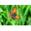 Deshaunda, petit papillon en cuivre sur toile