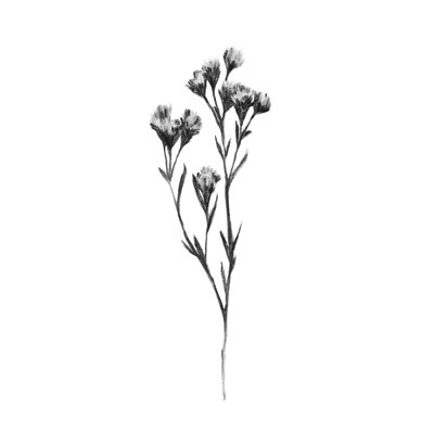 Wild Thistle II by Emma Scarvey - Wrapped Canvas Painting