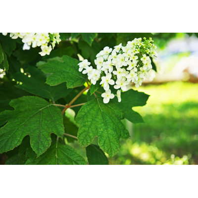 Hydrangea Quercifolia - Photographie sur toile tendue