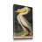 " Pl 311 American White Pelican "-2026429210