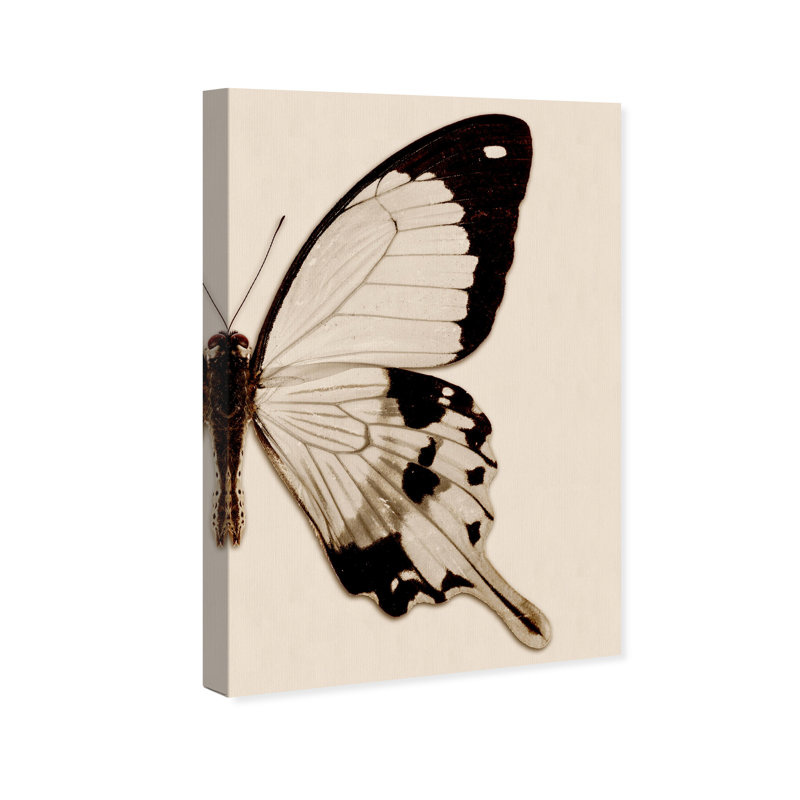 " Animals Sepia Butterfly II Insects ", Wrapped Canvas, 36" H x 24" W x 1.5" D