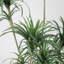 Arbre de dragon artificiel en pot 109,1 "