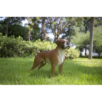 Boxer Dog Standing