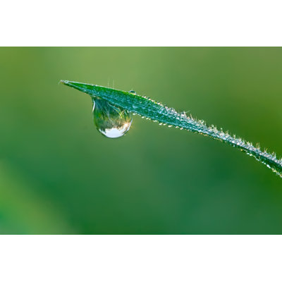 Dewdrop - Wrapped Canvas Print