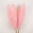 Rose Pink