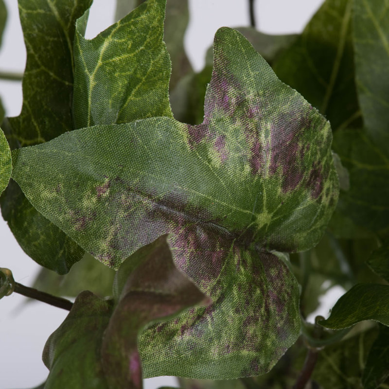 Ivy Bush
