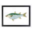 Mullet Fish by Edward Donovan - Picture Frame Painting Print-55580875-55580876