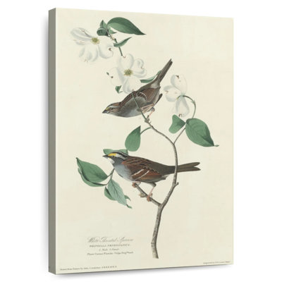 Brampt White Throated Sparrow