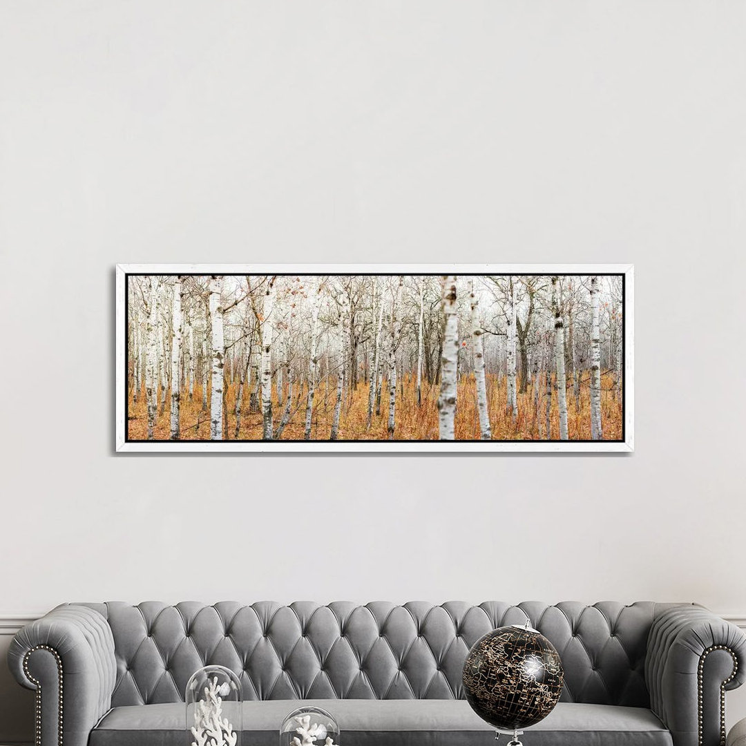 Birch Grove Panoramic by Nik Rave - Panoramic Print on Canvas