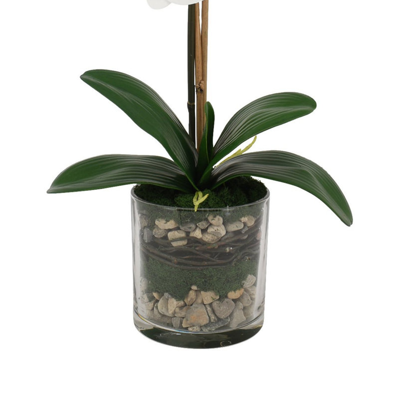 Phalaenopsis Orchid With Bamboo In Glass Vase