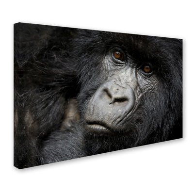 Ann 'Gorillas' Photographic Print on Wrapped Canvas