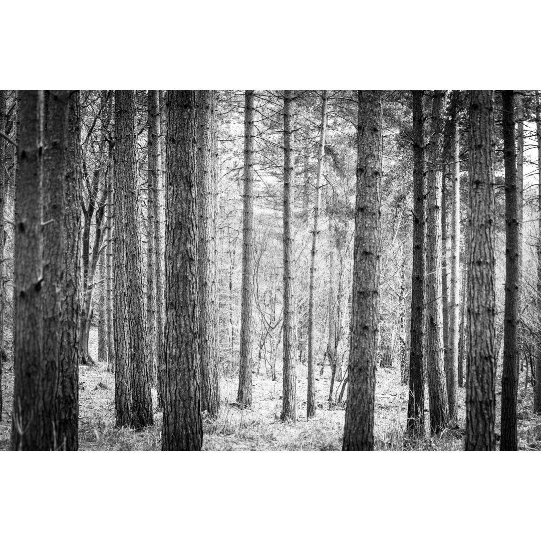 Trees In The Forest von Coldsnowstorm - Leinwandbild