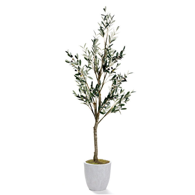 6.5' Olive Tree in White Hudson Planter