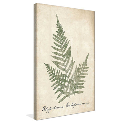 " Vintage Ferns XI No Border " by Wild Apple Portfolio