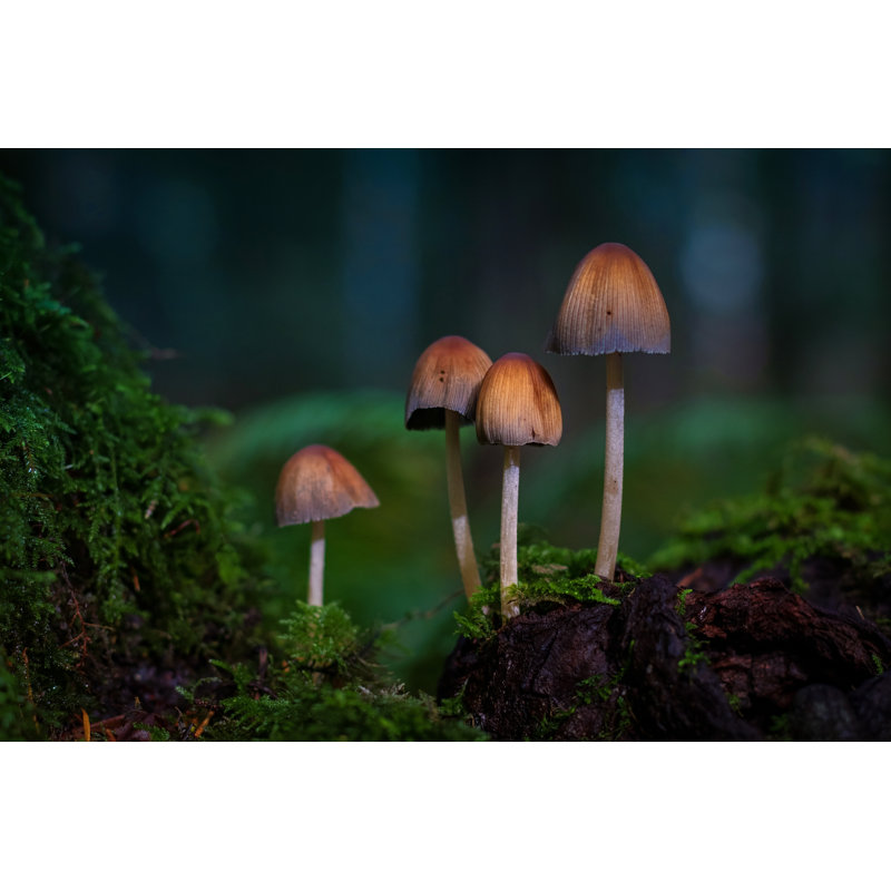 Wild Mushrooms by EmilyNorton - Wrapped Canvas Print, 61cm H x 91cm W x 3.8cm D