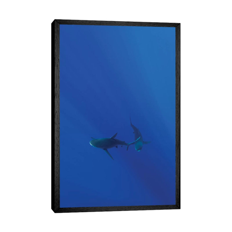 Hawaiian Shark VIII by Bethany Young - Print on Canvas, 66.04cm H x 45.72cm W x 3.81cm D, Black Framed