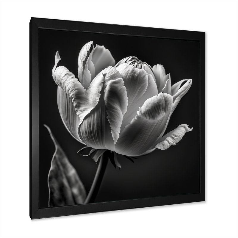 Gros plan sur une tulipe noire et blanche II - reproduction sur toile, H 16 po x l 16 po x P 1 po, Cadre photo noir