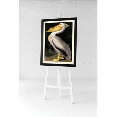 American White Pelican by John Audubon - No Frame Painting