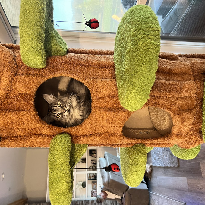 Enchanted Forest Cat Worlds Biggest Cat Tree Cute Cat Tree Magic