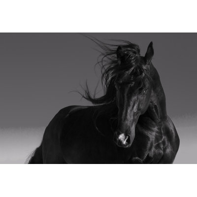 Cheval - photographie sur toile tendue