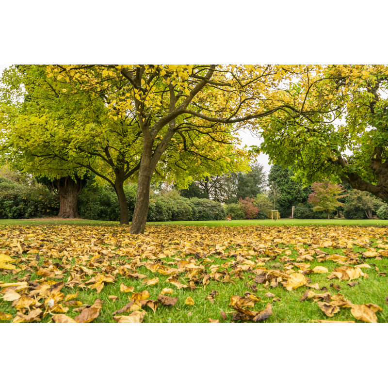 Fallen Leaves - Wrapped Canvas Print, 30cm H x 46cm W x 3.8cm D