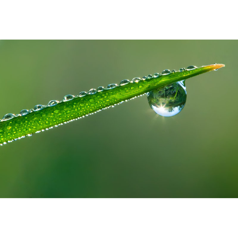 Dewdrop - Photographie sur toile tendue, H 24 po x l 36 po