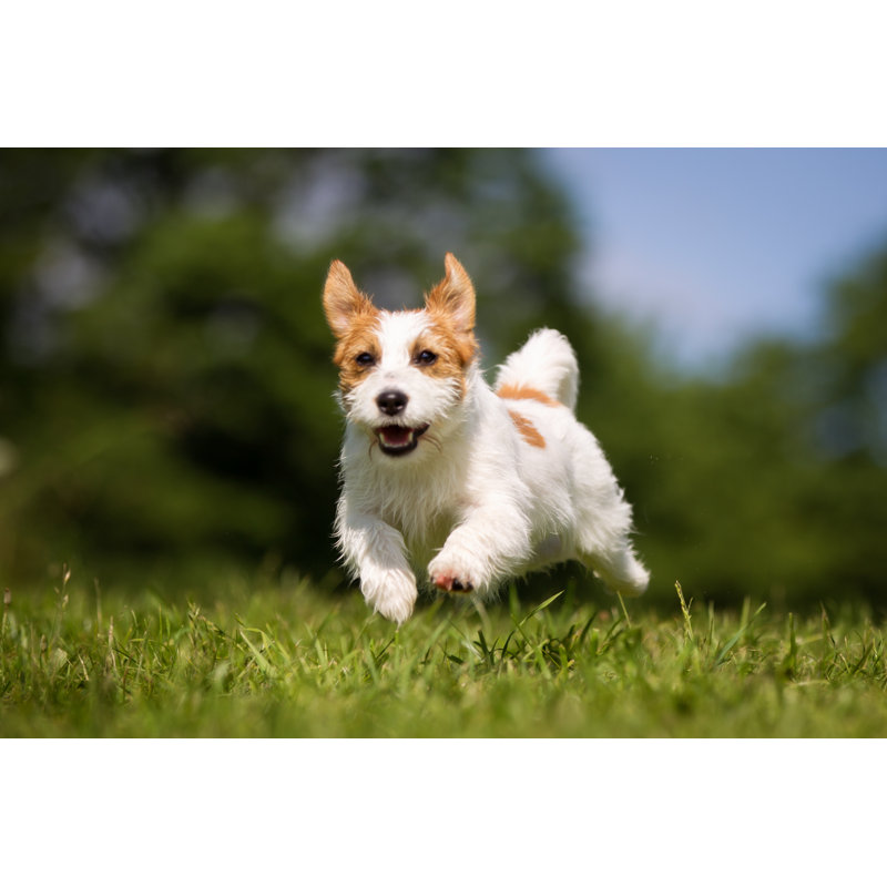 Jack Russell Terrier Dog Outdoors On Grass by Bigandt_Photography - Wrapped Canvas Print, 61cm H x 91cm W