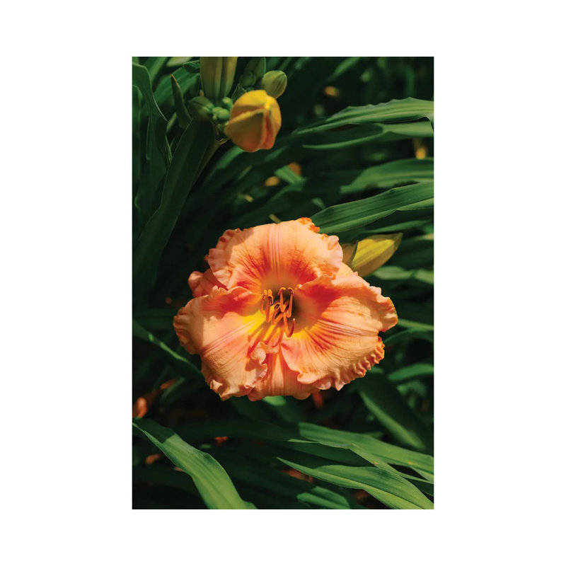 Daylily Garden II 1 Piece Wall Art on Canvas, 30.48cm H x 20.32cm W x 1.91cm D, Wrapped Canvas