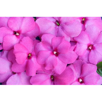 " Celebration Pink New Guinea Impatiens "