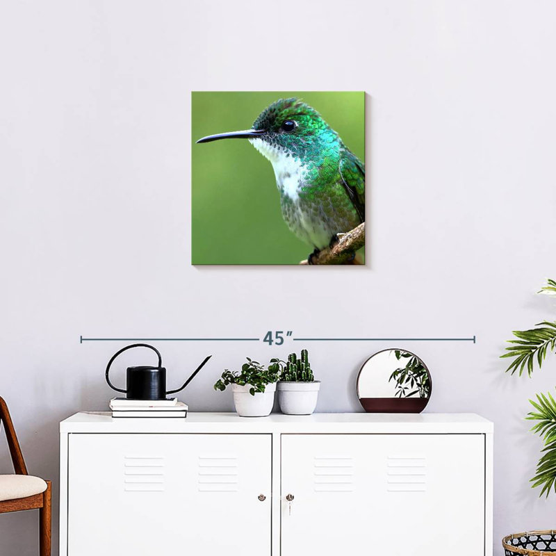 Colibri Starthorge, H 20 po x l 20 po