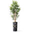 Artificial Tree in Contemporary Planter Fake Bamboo Silk Tree (Plant Pot Plus Tree)-103687315