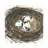 Nesting Eggs I by Samuel Dixon - Wrapped Canvas Painting-553322558