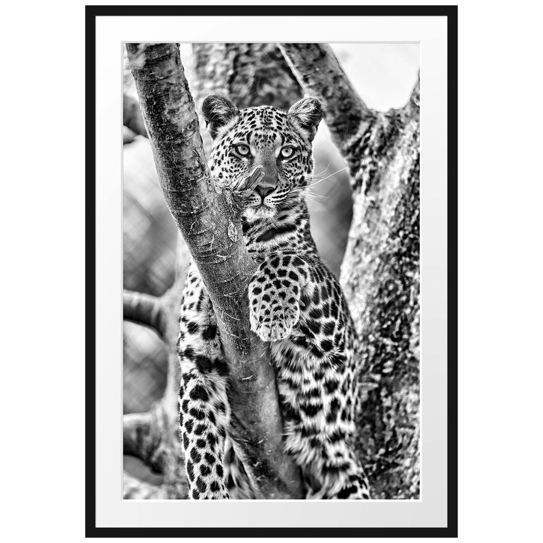 Gerahmtes Poster Majestätischer Leopard auf Baum