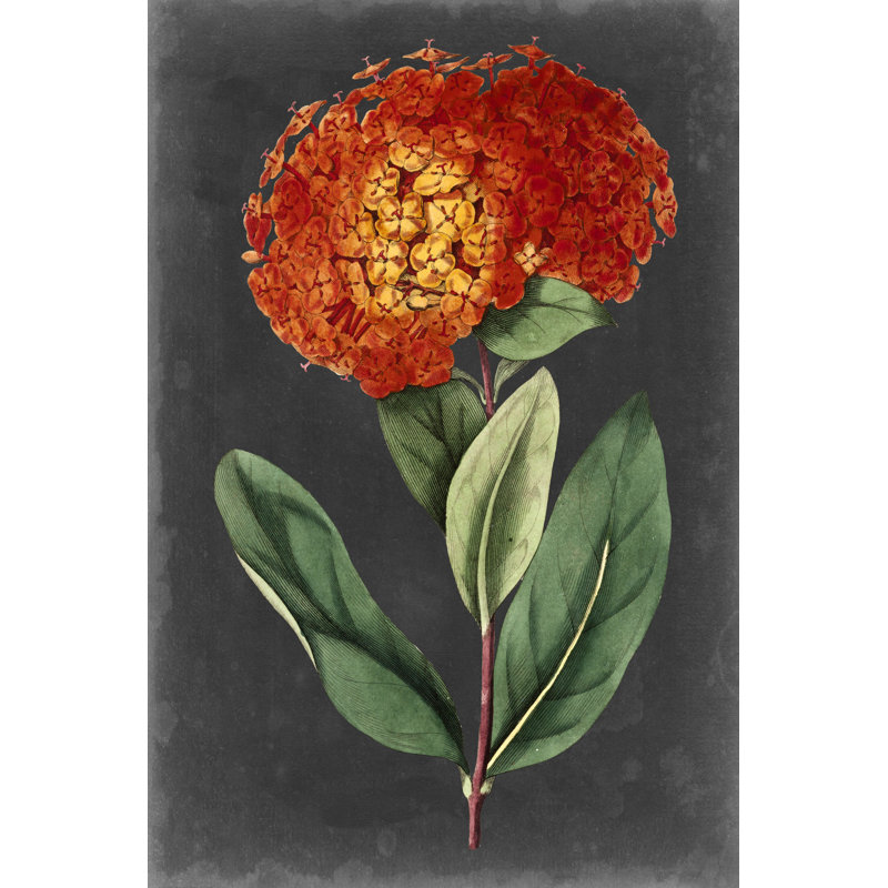 Dramatic Floral II by Curtis - Painting on Canvas, 30cm H x 20cm W, Wrapped Canvas