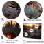 «Succulent Desert Cactus Field Burning Sunset III» - Art mural succulent-904520422-904520419