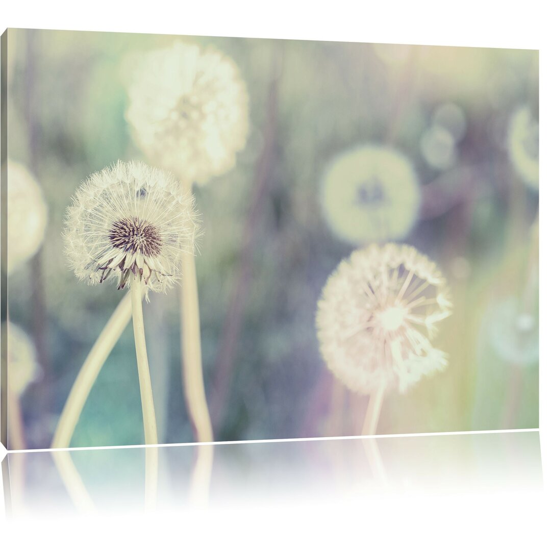 Leinwandbild Romantische Pusteblumen