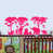 Rose vif