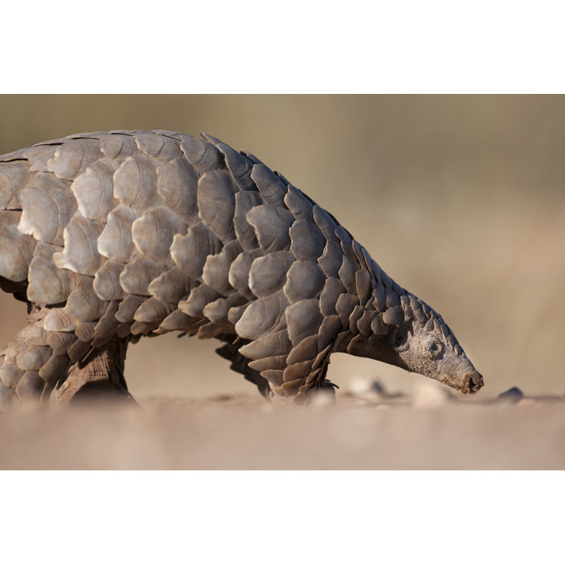 " Pangolin ", 8" H x 12" W
