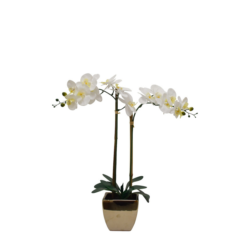 Orchidées florales en pot, Orchidée blanche, Or