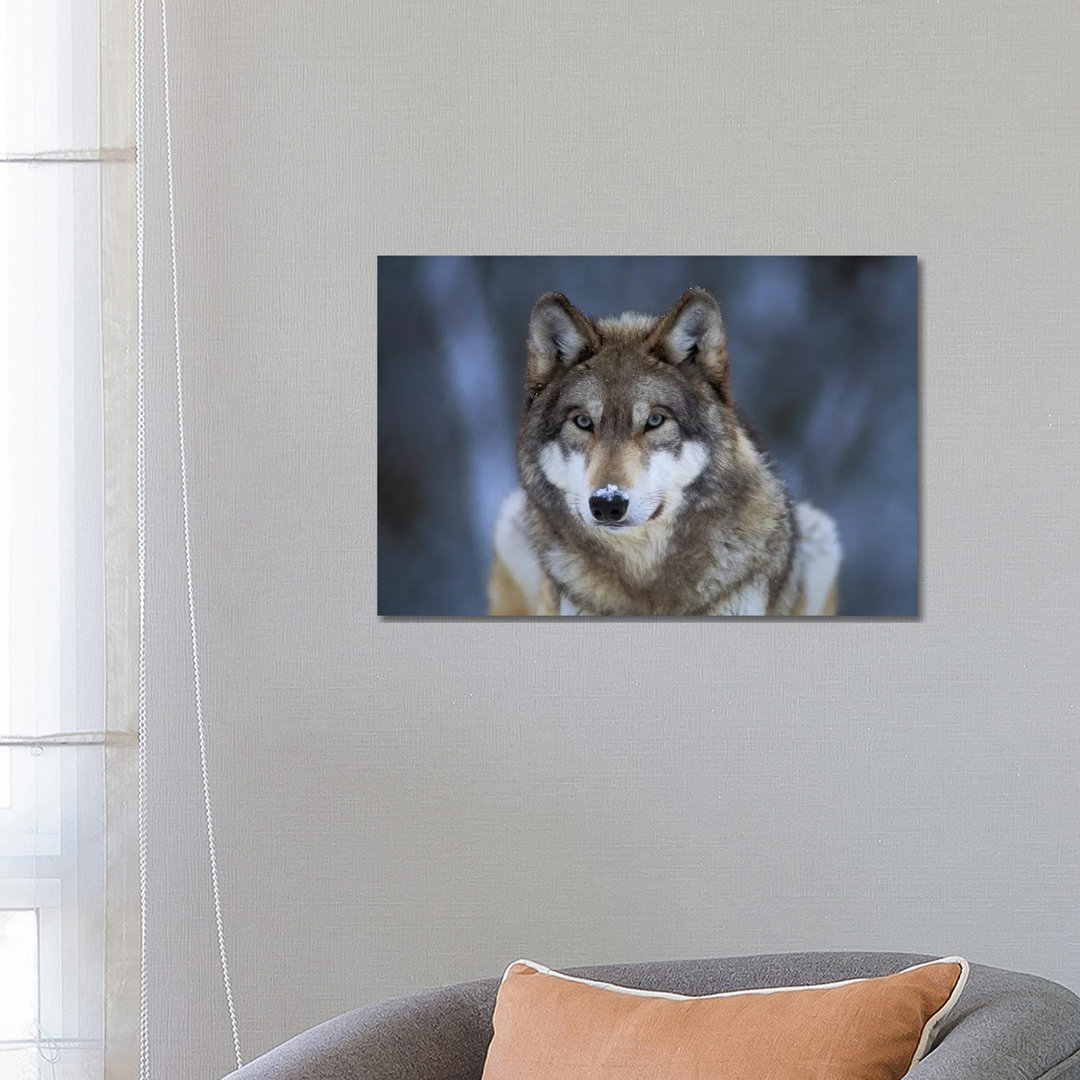 Grauer Wolf in Gefangenschaft im International Wolf Center in Ely, Minnesota I von Joel Sartore - Galerie-verpackte Lein...